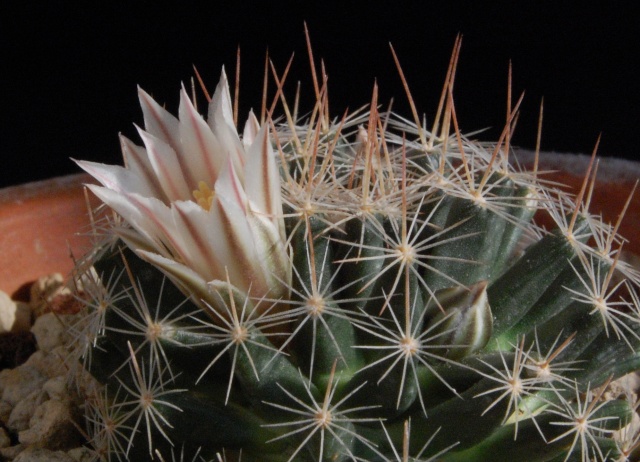 Mammillaria coahuilensis 