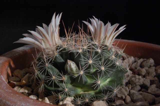 Mammillaria coahuilensis 