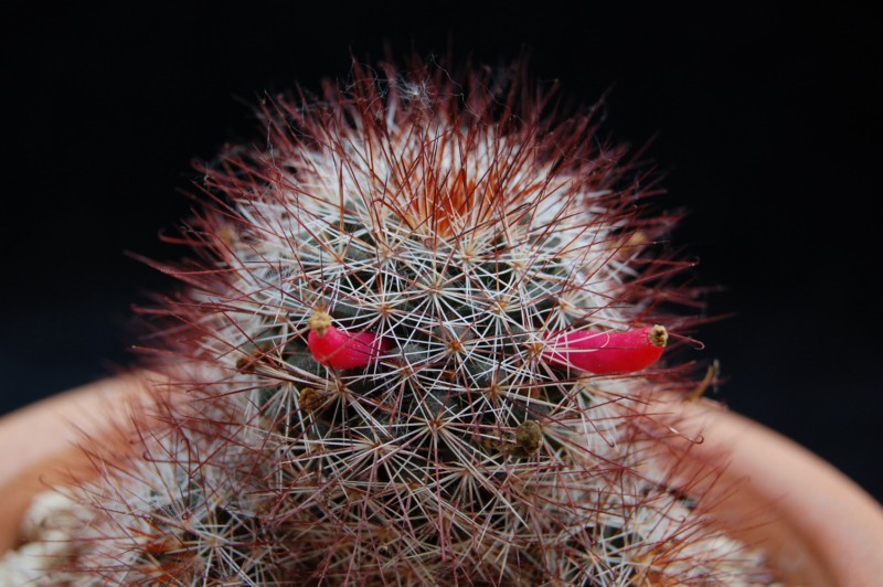 Mammillaria marcosii 