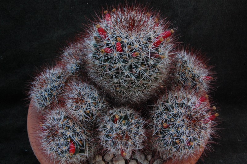 Mammillaria marcosii 