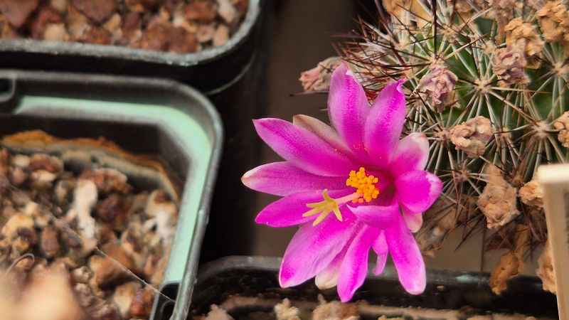 mammillaria mazatlanensis