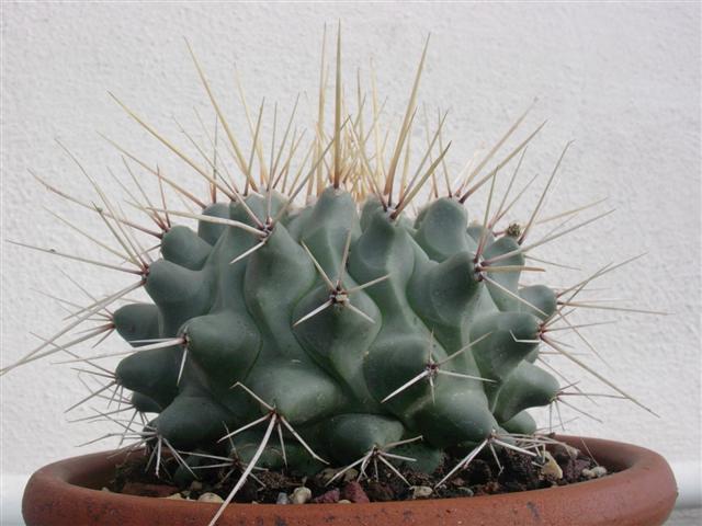 Thelocactus rinconensis 