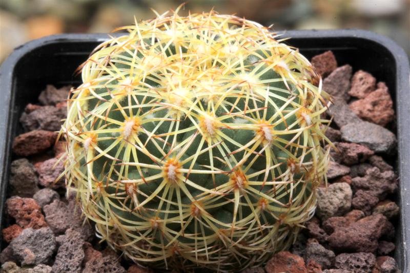 Coryphantha pseudoradians FO 47