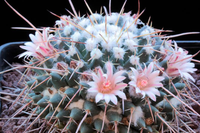 Mammillaria rioverdense REP 1123