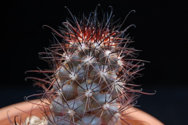 Mammillaria schumannii forma 