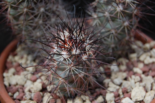 Mammillaria schumannii forma 