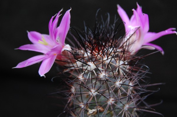 Mammillaria schumannii forma 