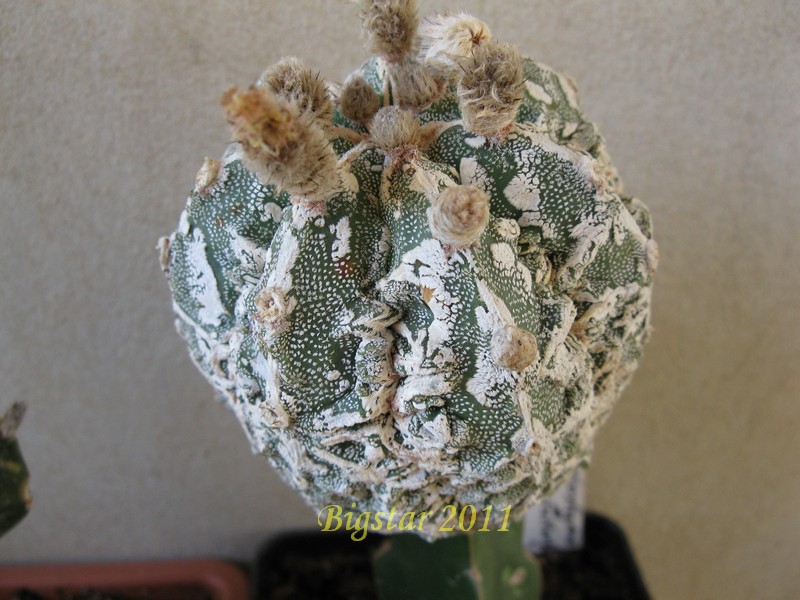 Astrophytum myriostigma cv. hannya fukuryu 