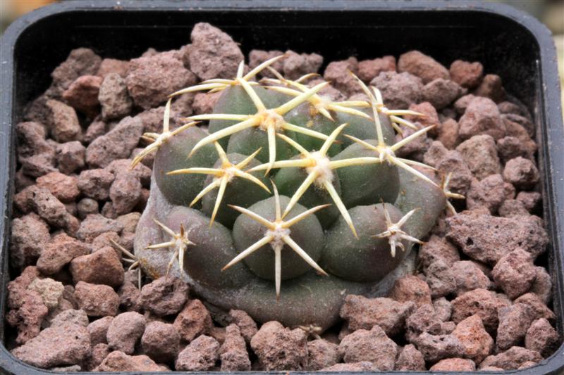 Coryphantha scheeri SB 843