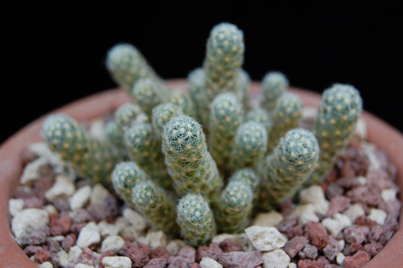 Mammillaria saboae 