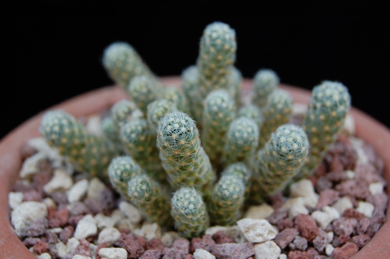 Mammillaria saboae 