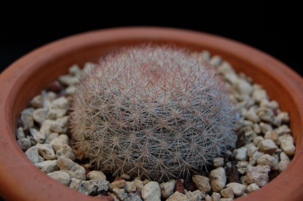 Mammillaria candida v. rosea 