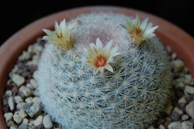 Mammillaria candida v. rosea 