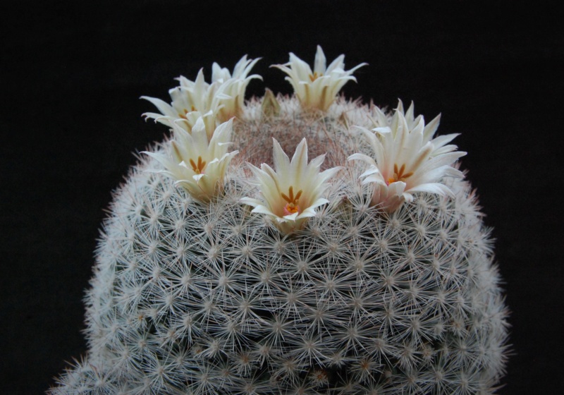mammillaria candida v. rosea