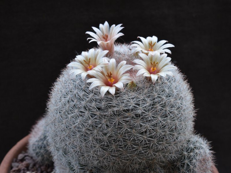 Mammillaria candida v. rosea 