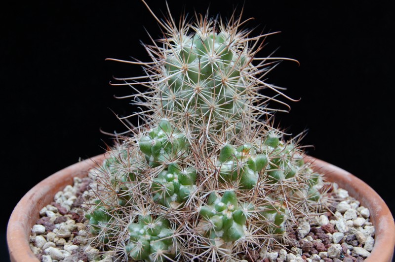 Mammillaria pondii ssp. maritima 