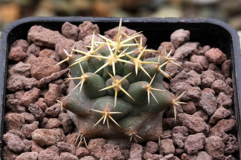 Coryphantha scheeri SB 843