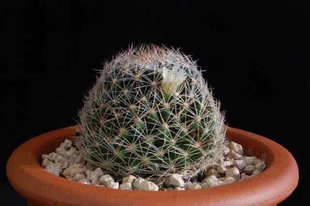 Mammillaria picta Z 22