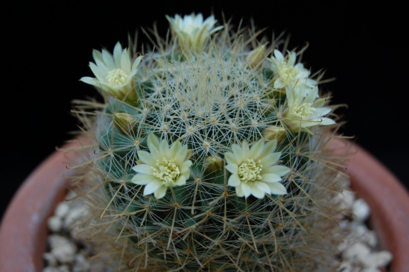 Mammillaria puberula 