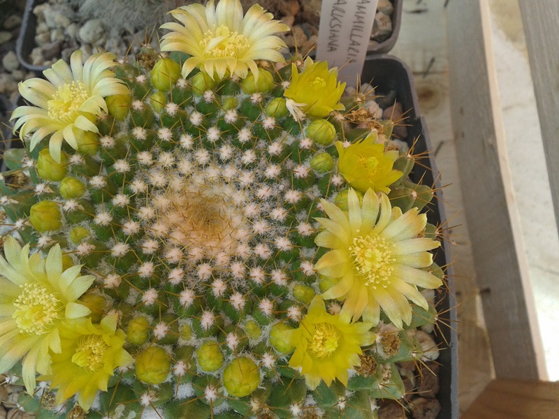 Mammillaria marksiana 