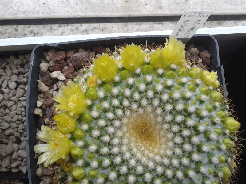 Mammillaria marksiana 