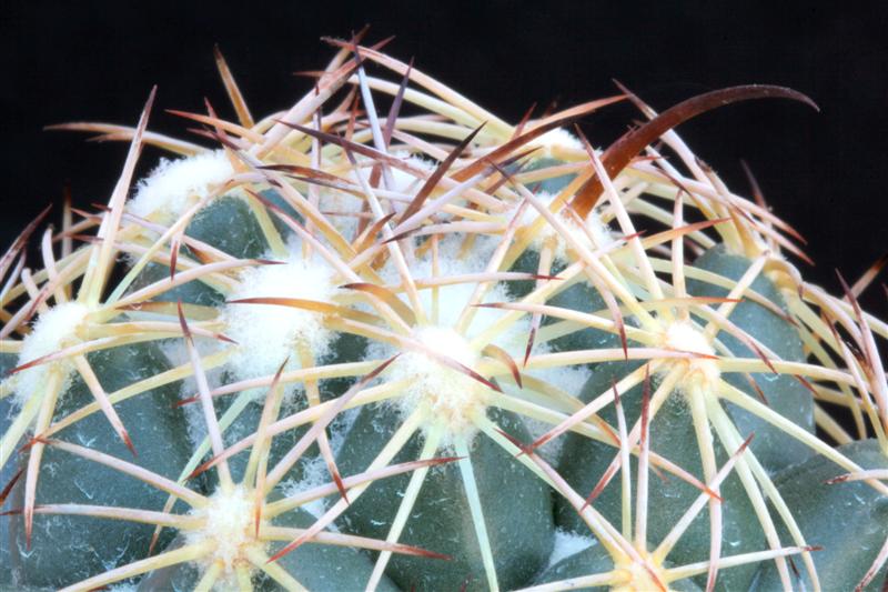 Coryphantha cornifera PAN 233