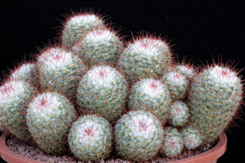 Mammillaria bombycina 