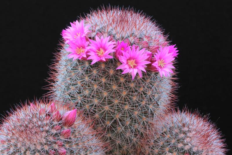 Mammillaria spinosissima 