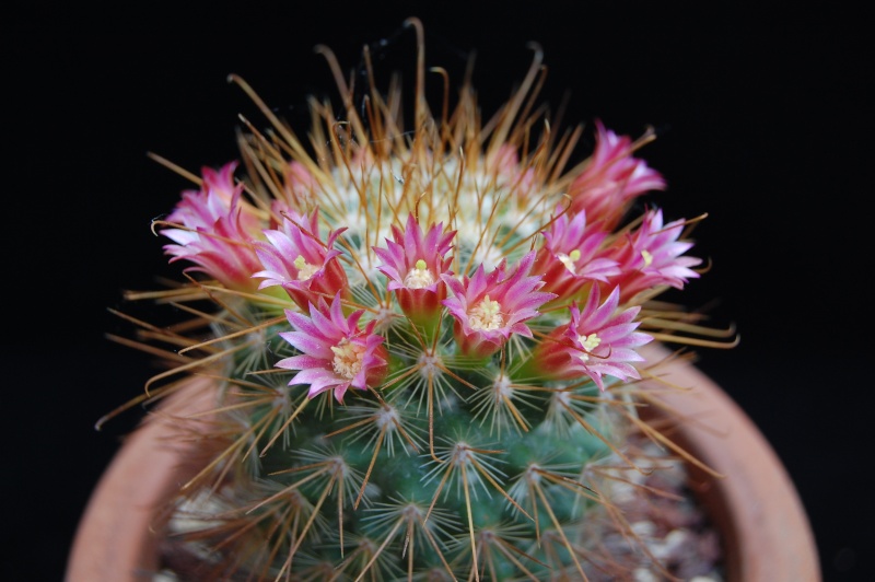 Mammillaria pullihamata P 343