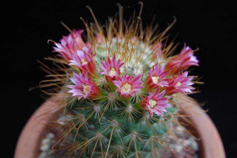 Mammillaria pullihamata P 343