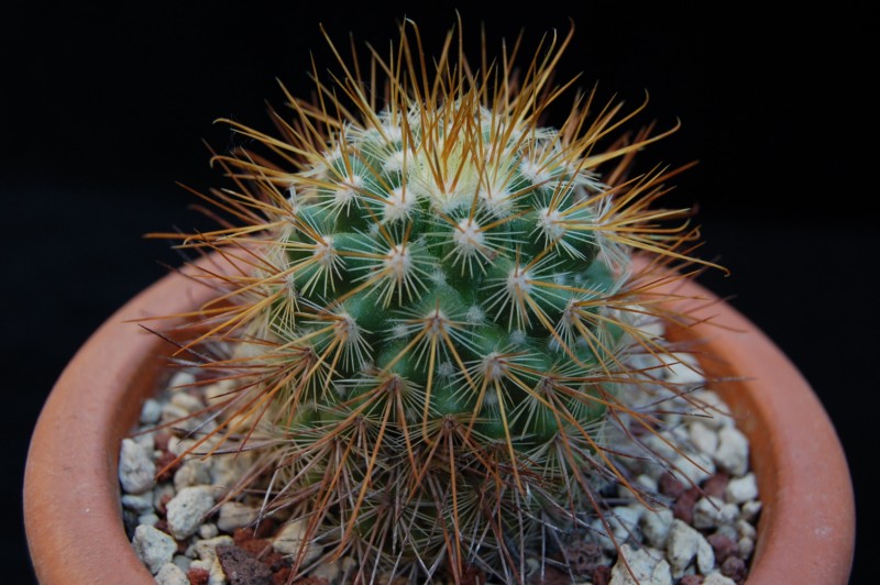 Mammillaria pullihamata 