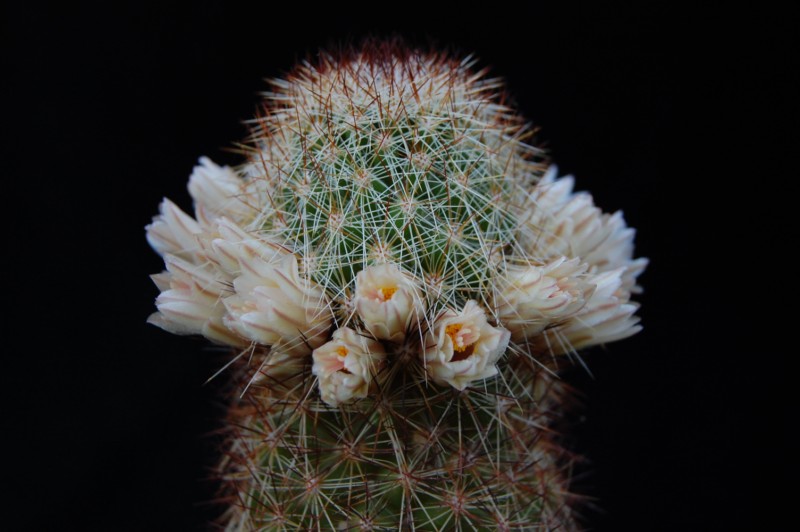 Mammillaria phitauiana 