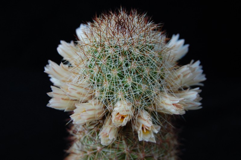 Mammillaria phitauiana 