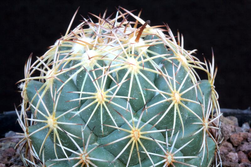 Coryphantha cornifera PAN 233