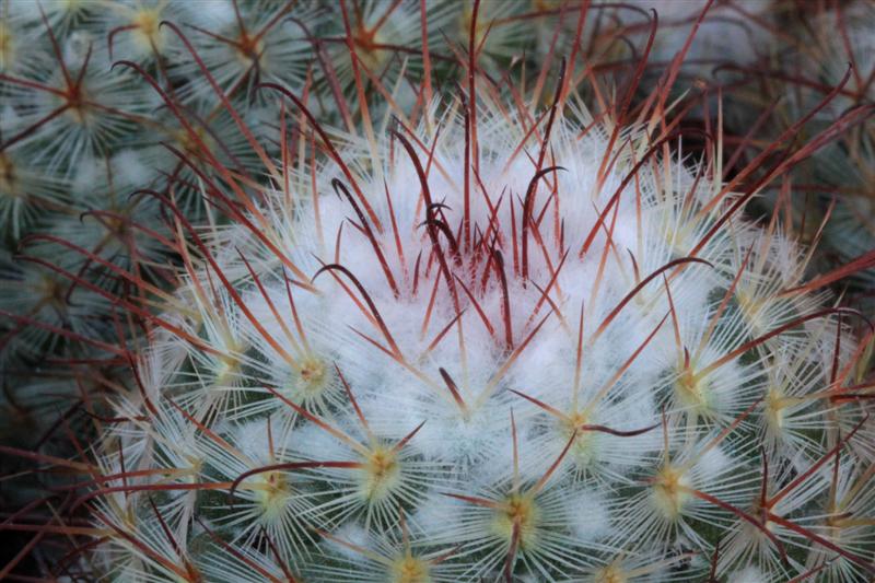 Mammillaria bombycina 