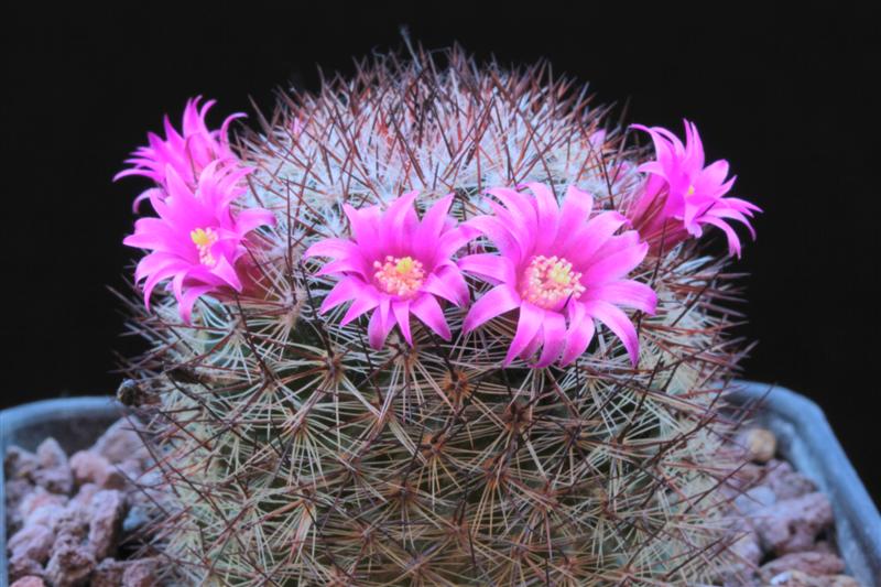 Mammillaria centraliplumosa 