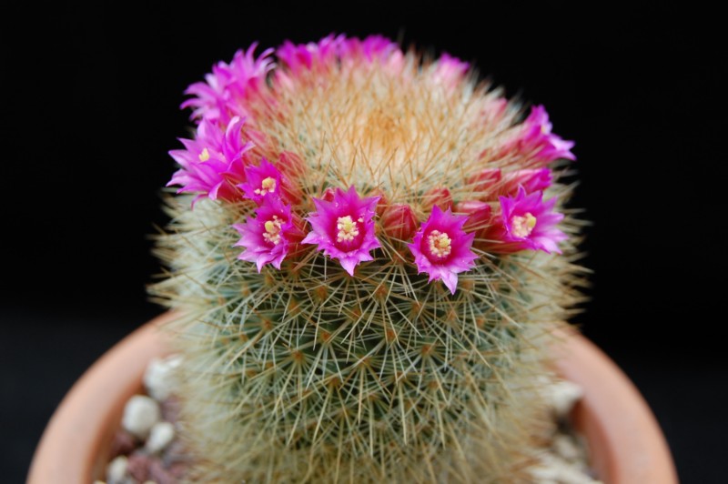 Mammillaria crassior 