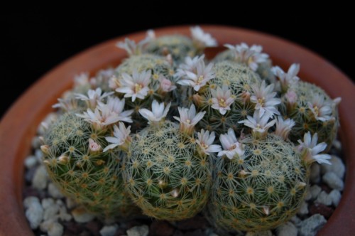 Mammillaria schiedeana ssp. giselae 