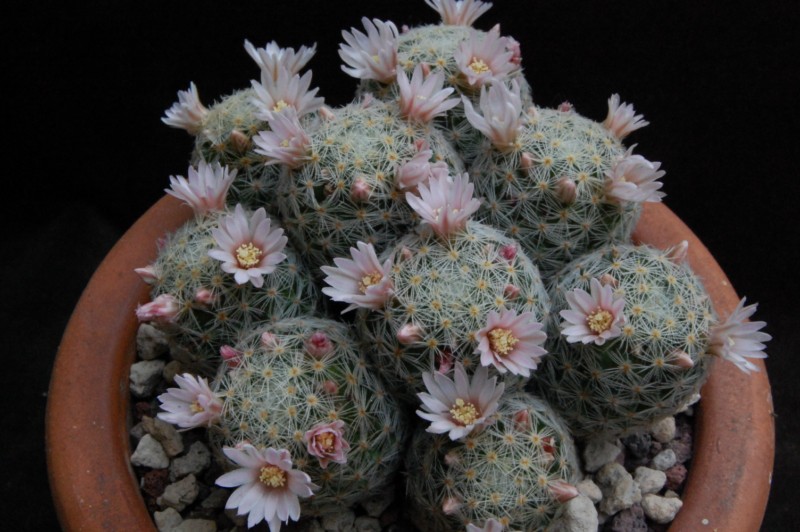 Mammillaria schiedeana ssp. giselae 