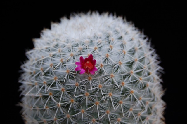 Mammillaria noureddineana 