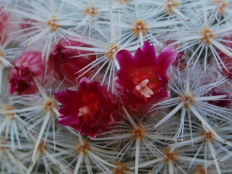 Mammillaria noureddineana 