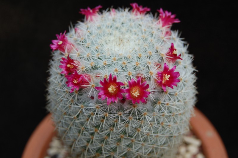 Mammillaria noureddineana 