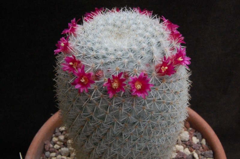 Mammillaria noureddineana 