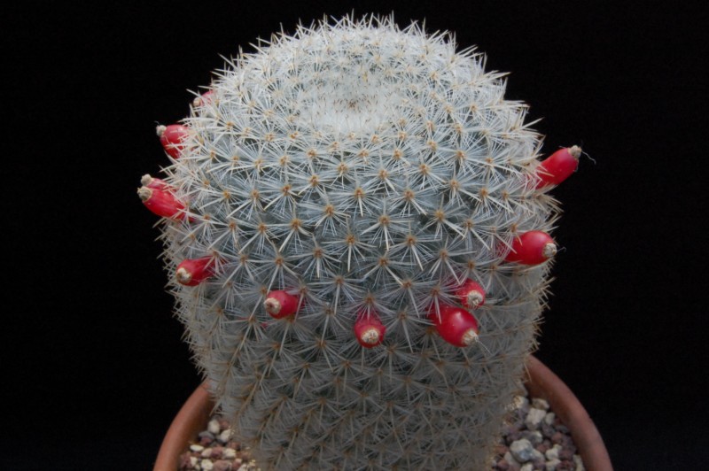 Mammillaria noureddineana 