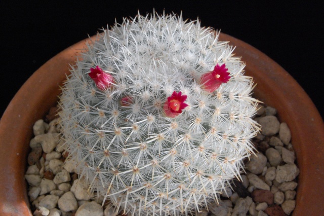 Mammillaria noureddineana 