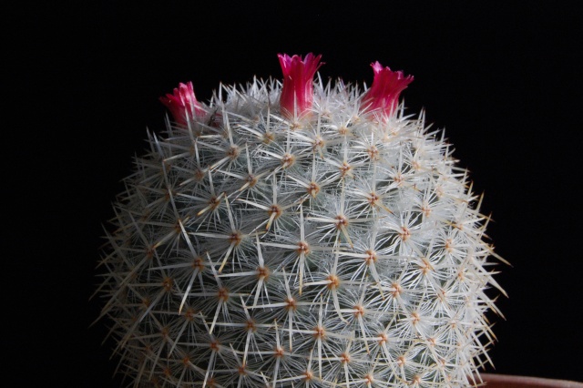 Mammillaria noureddineana 