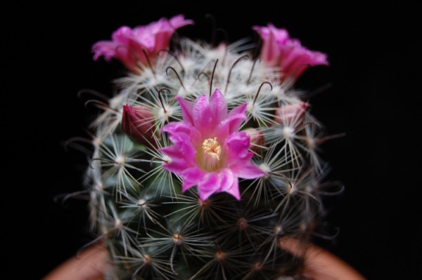 Mammillaria longiflora ssp. stampferi 