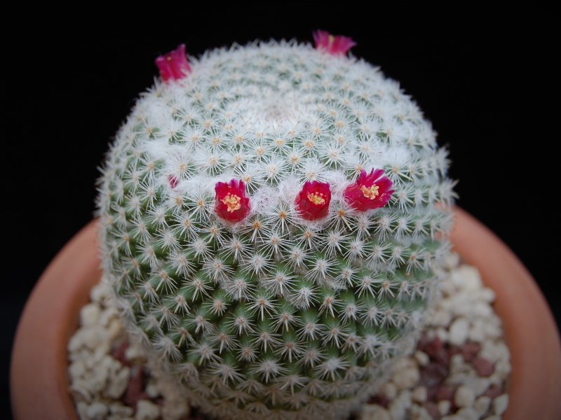 Mammillaria supertexta LAU 1118