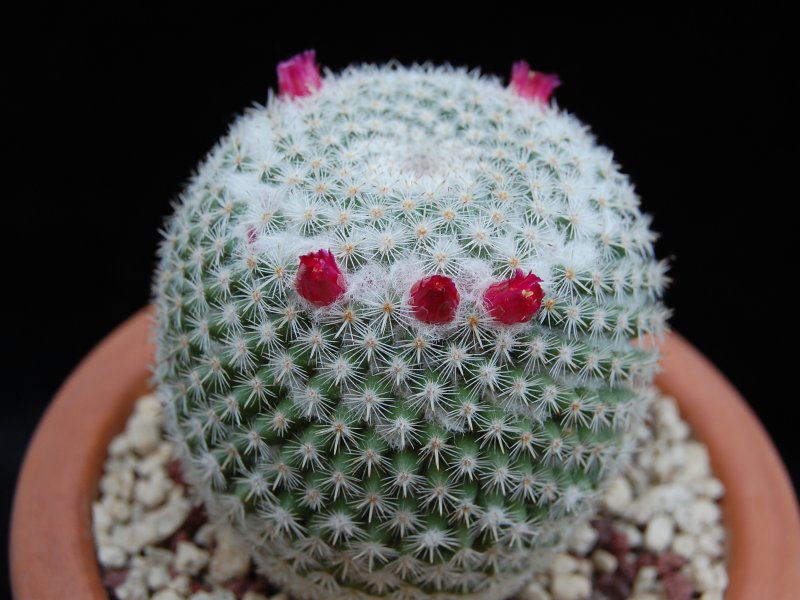 Mammillaria supertexta LAU 1118