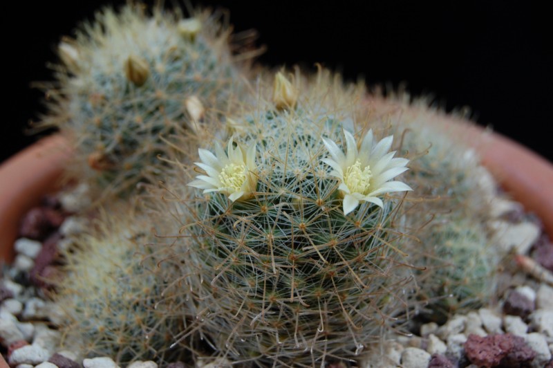 Mammillaria puberula 